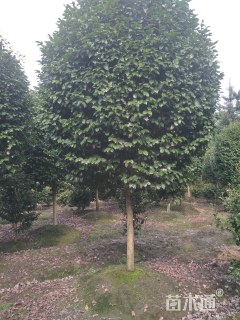 高度400厘米茶花