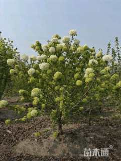 高度300厘米中华木绣球