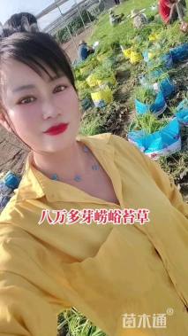 高度30厘米崂峪苔草