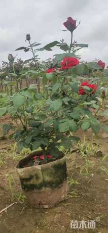 高度30厘米月季