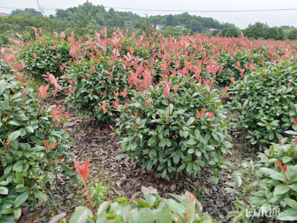 冠幅180厘米红叶石楠球