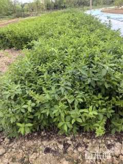 高度60厘米连翘