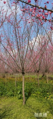 10公分高杆红梅