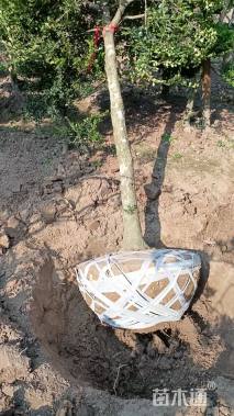 高度3000厘米黄杨