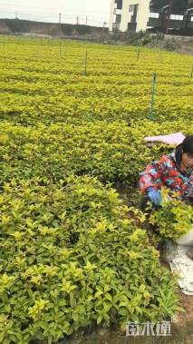 冠幅5厘米红叶石楠球