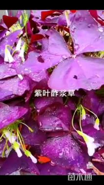 紫花酢浆草种球