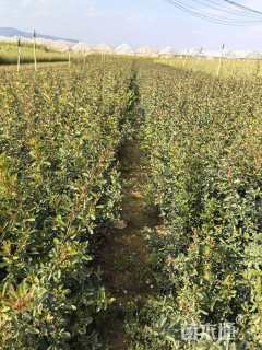 高度30厘米小丑火棘小苗