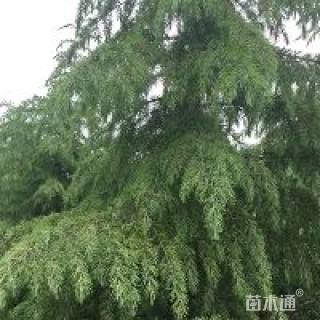 高度500厘米雪松