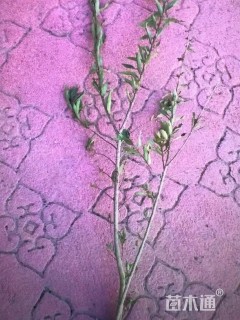 高度60厘米秋华柳