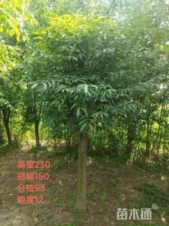 高度350厘米嫁接陕西卫矛