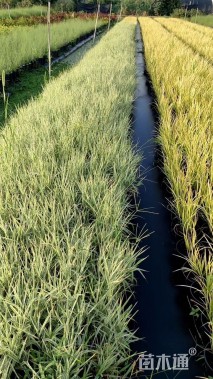 高度30厘米玉带草