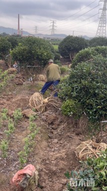 冠幅280厘米茶梅球