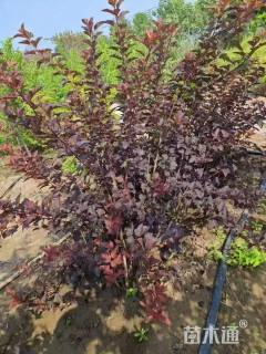 高度100厘米紫叶风箱果