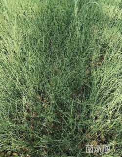 高度80厘米灯心草