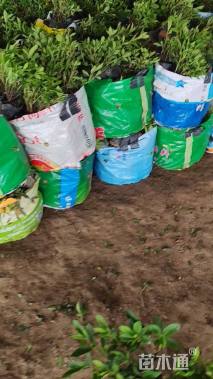 高度30厘米毛鹃