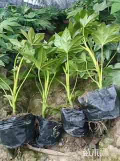 高度50厘米八角金盘小苗