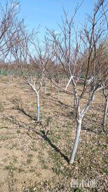 5.8公分日本红枫