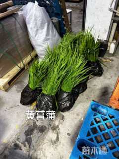 高度30厘米黄菖蒲