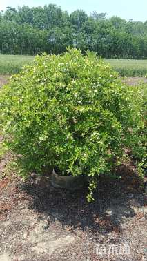 冠幅100厘米火棘球