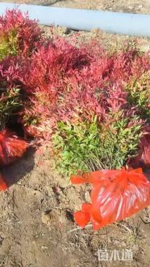 高度30厘米南天竹小苗