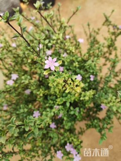 高度20厘米六月雪