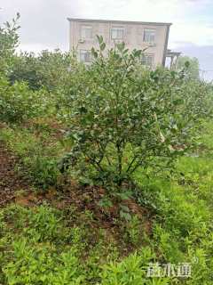 高度300厘米油茶