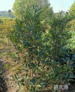 高度150厘米珊瑚冬青