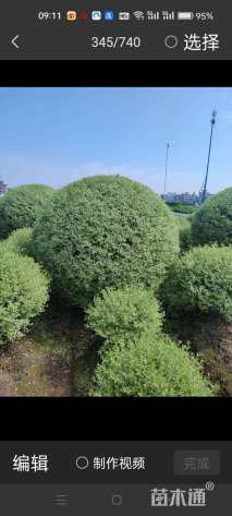 高度60厘米水腊球