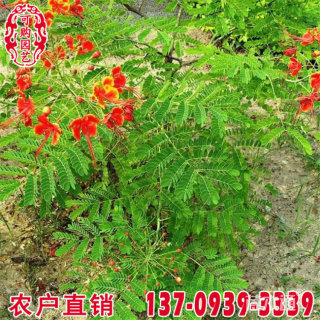 高度50厘米凤仙花