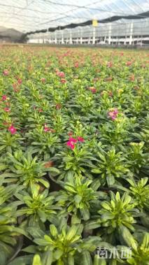 高度20厘米紫罗兰