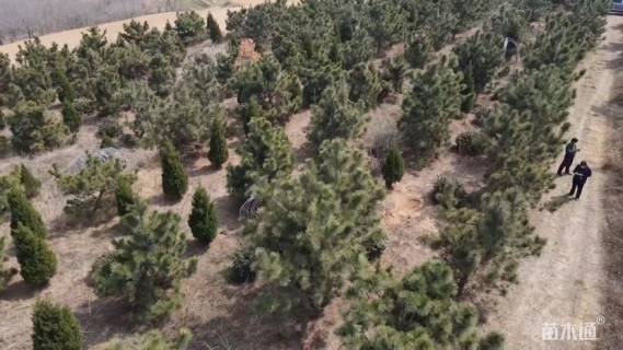 高度300厘米黑松