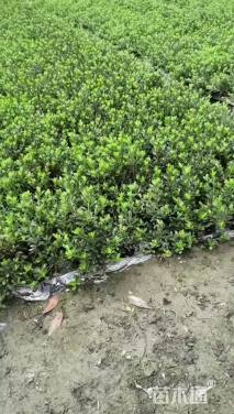 高度25厘米夏鹃