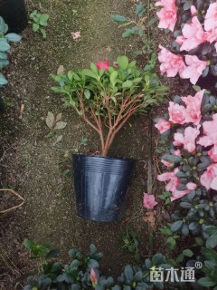 高度70厘米杜鹃