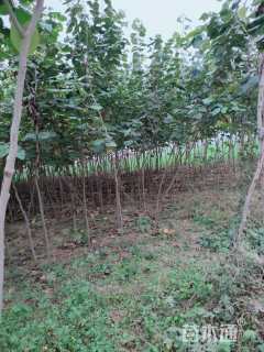 高度190厘米紫荆