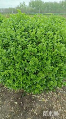 高度120厘米卫矛