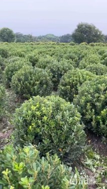 冠幅80厘米海桐球