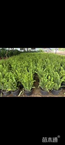 高度20厘米肾蕨