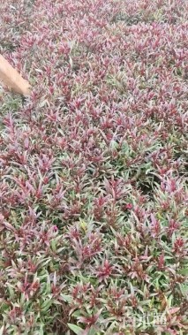 高度25厘米山桃草