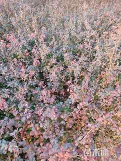 高度35厘米红叶小檗