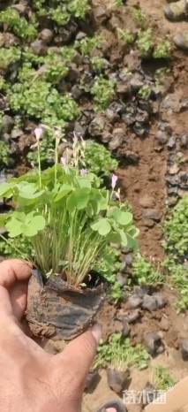 高度30厘米飞燕草