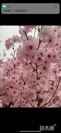 8公分八重红彼岸