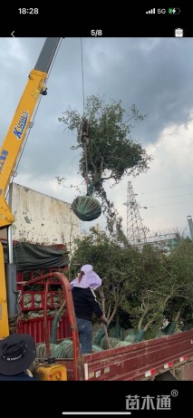 高度70厘米金森女贞