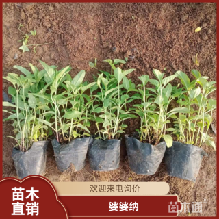 高度50厘米婆婆纳