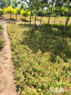 高度15厘米绣线菊