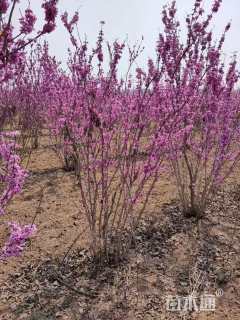 冠幅150厘米石楠球