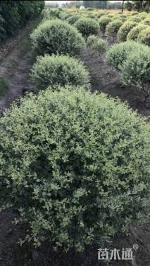 冠幅80厘米银姬小蜡球