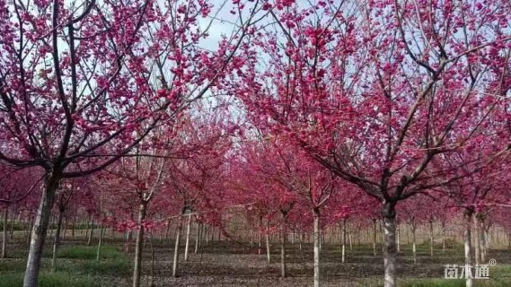 10公分中国红樱花