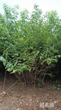 高度200厘米蓝叶忍冬