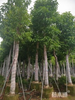 15公分白玉兰