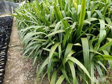 高度15厘米黄花鸢尾